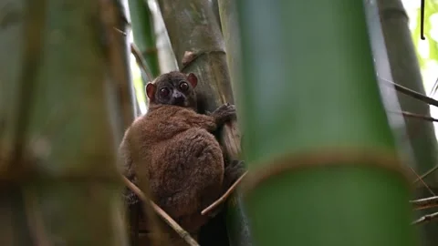 Fat-tailed Dwarf Lemur. Madagascar nature Stock Footage 323353255