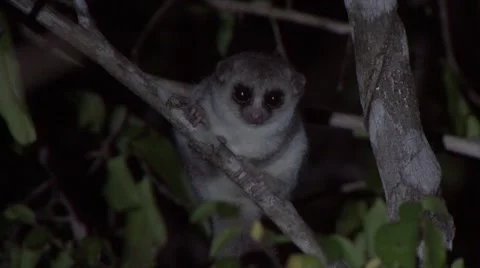 Fat-tailed Dwarf Lemur sit in forest on branch looking around Stock Footage 54128465