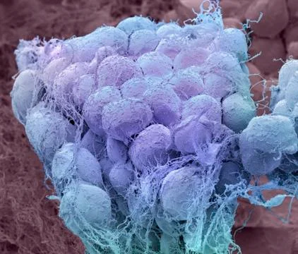 Fat tissue, SEM Stock Photos