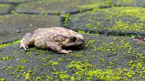 A fat toad with a fast heart beat Stock Footage 231837640