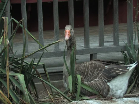 A Fat Turkey Duck Stock Footage 128544537