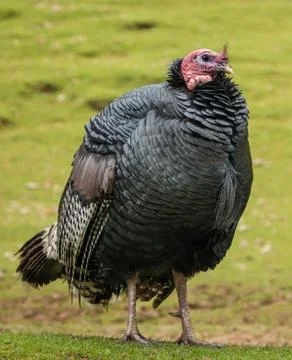 Fat Turkey Stock Photos