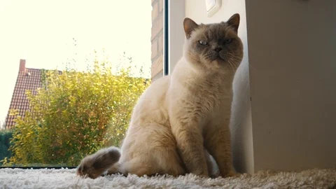 Fat White Cat Looking Around Stock Footage 105622180