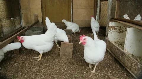 Fat white chickens or hens walking around the coop and pecking the food Stock Footage 311749733