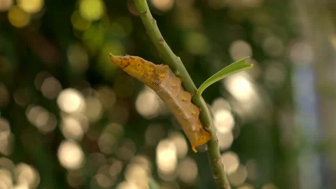 The fat worm is hiding itself Stock Footage 253147314