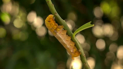 The fat worm is hiding itself. Stock Footage 253147325