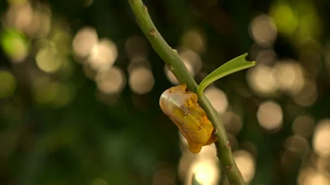 The fat worm is hiding itself Stock Footage 253147400