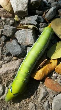 Fat Worm 库存照片