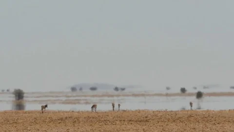 Fata Morgana - zebras walking to water illusion in hot shimmering air Stock Footage 80645449