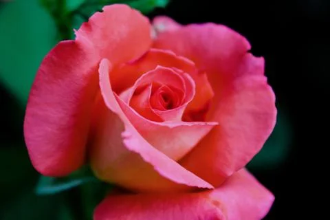 Fatal Rose Foto stock