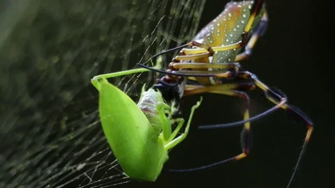 Fatal spider bite, prey being put to death and digested in the same time Video stock 79792434