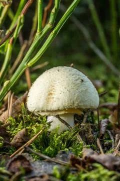 Fatally poisonous toadstool grows in forest Stock Photos