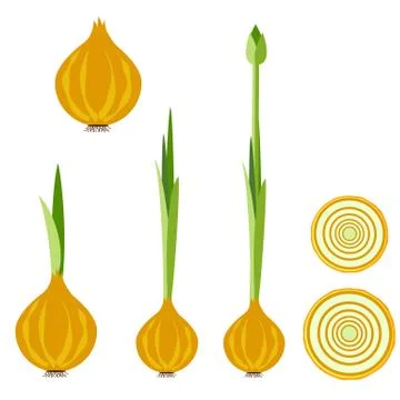 Fate Onion set Stock Illustration