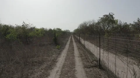 Fathala Safari Stock Footage 236298614