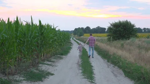 Father and kid walking to sunset in field of corn and sunflowers Stock Footage 72445348