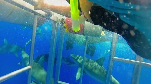 Father and Son Cage Diving with Sharks on Vacation (Underwater) Stock Footage 76338268