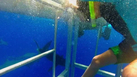 Father and Son Cage Diving with Sharks in Hawaii on Vacation (Underwater) Stock Footage 76339679