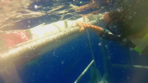 Father and Son Cage Diving with Sharks in Hawaii on Vacation (Underwater) Stock Footage 76340034