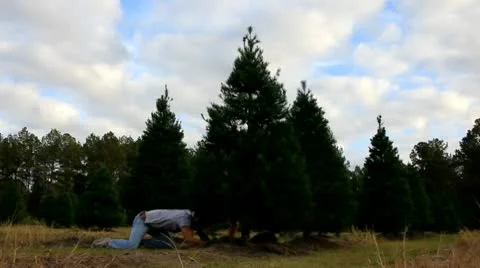 Father and Son cut down a Christmas tree Stock Footage 9085340