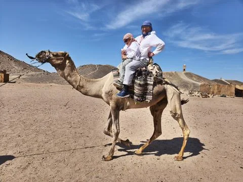 Father and son enjoying a camel ride in the Egyptian desert, with golden sa.. Stock Photos