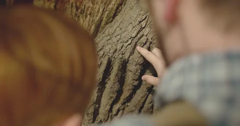 Father and son exploring tree bark Stock Footage 60793842