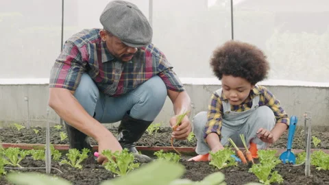 Father and son gardening together planting strawberry plants in the garden Stock Footage 206562380