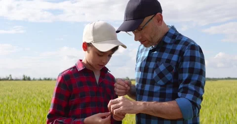 Father and son inspect wheat crop together in golden field while sharing Stock Footage 343886207