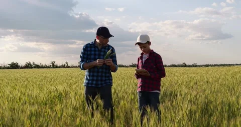 Father and son inspect wheat in field. Dad and child discuss farming and Stock Footage 345476528