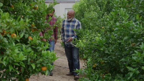 Father and Son Interacting While Walking Through Orange Orchard Stock Footage 270399468
