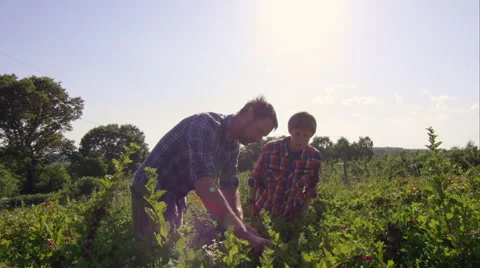 Father and son picking fruit on the farm. Stock Footage 63013266