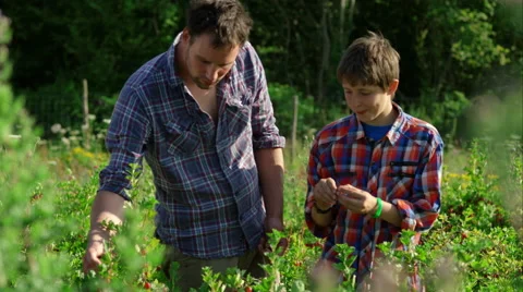 Father and son picking fruit on the farm. Stock Footage 63013529