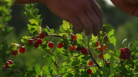 Father and son picking fruit on the farm. Stock Footage 63013635