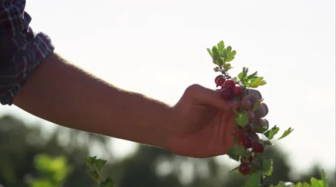 Father and son picking fruit on the farm. Stock Footage 63018120