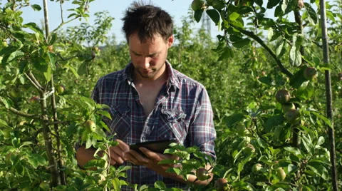 Father and son picking fruit on the farm. Video stock 63027119