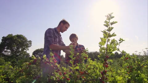 Father and son picking fruit on the farm. Stock Footage 63027964