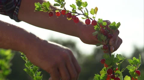 Father and son picking fruit on the farm. Video stock 63028155