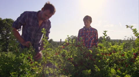 Father and son picking fruit on the farm. Stock Footage 63028311