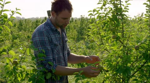 Father and son picking fruit on the farm. Stock Footage 63029775