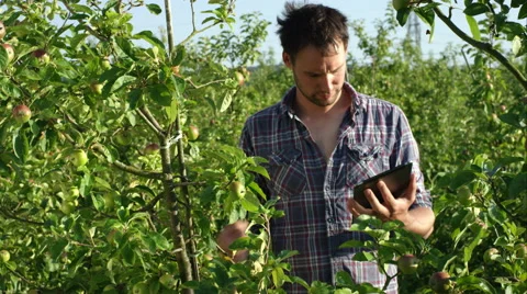 Father and son picking fruit on the farm. Stock Footage 63032453