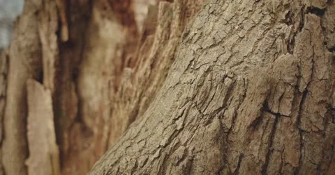 Father and son place hands on old tree bark Stock Footage 60793848