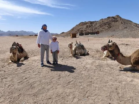 Father and son posing with resting camels in a sun drenched desert landscap.. Stock Photos