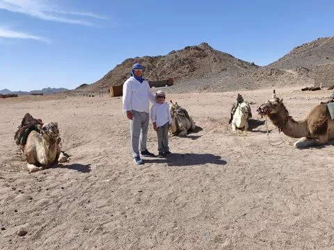 Father and son posing with resting camels in a sun drenched desert landscap.. Stock Photos
