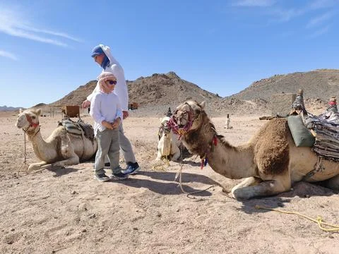 Father and son posing with resting camels in a sun drenched desert landscap.. Stock Photos