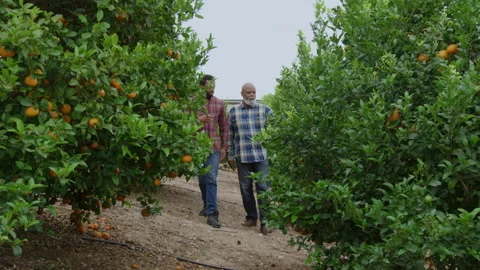 Father and Son Talking While Walking Through Orange Orchard Stock Footage 270399483