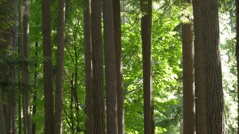Father and son using binoculars in the woods Stock Footage 88011792