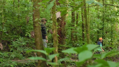 Father and son walk through jungle on tropical rainforest adventure trail. Stock Footage 338370121