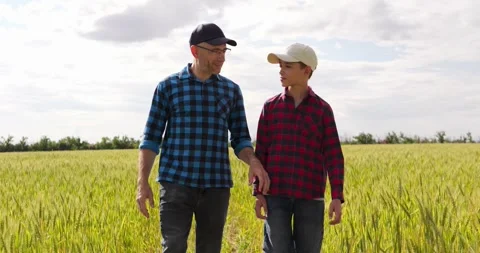 Father and son walk through golden wheat field while discussing farming with Stock Footage 343886343