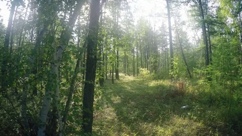 Father and Son Walking on the Forest Stock Footage 81133147