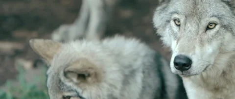 Father and son wolves in the forest Stock Footage 168328710