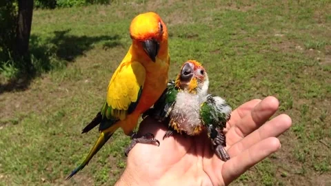Father Bird Feeds Baby Parrot After Stock Video Pond5